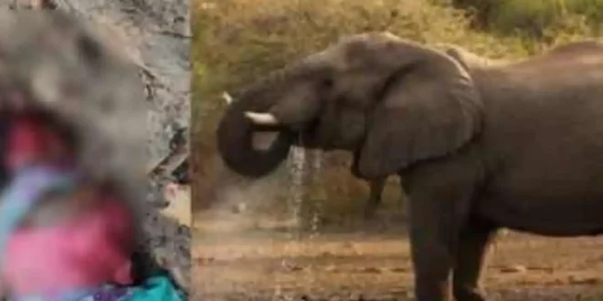 हाथी के हमले में महिला की मौत